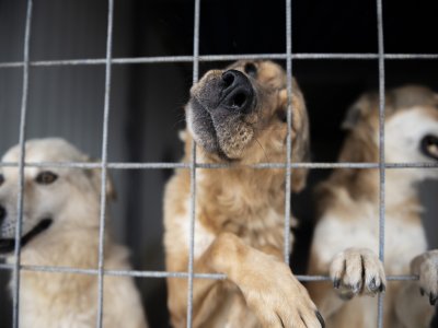 Hraneste un caine flamand si singur. Impreuna oferim o sansa.